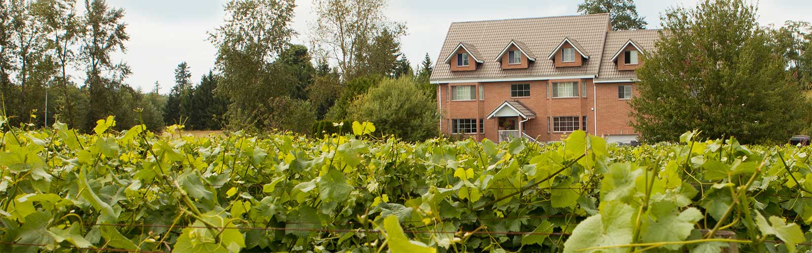 A photo of grapes growing at Banner Fraser Valley winery with an estate home in the midground.