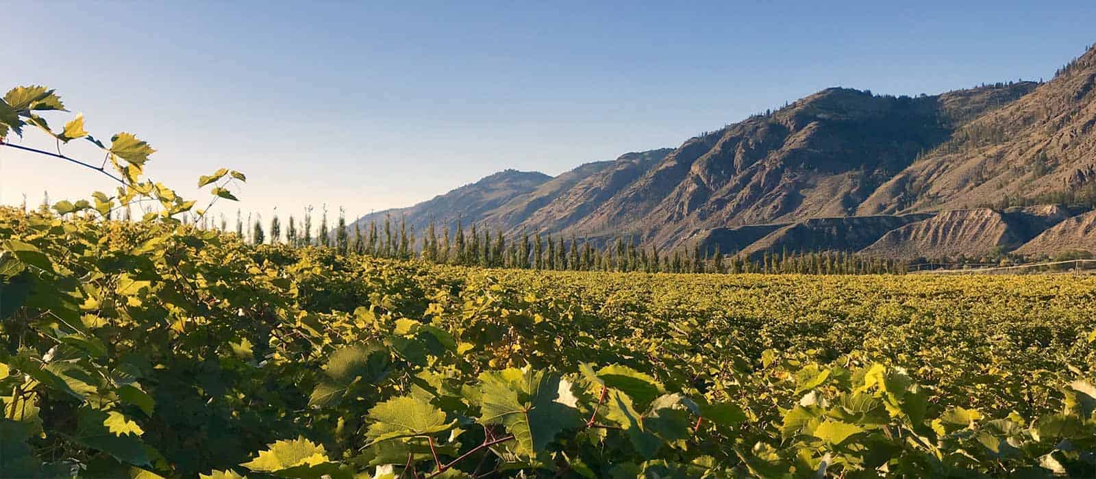 The sun setting over a Thompson Valley vineyard with rugged mountains extending into the horizon.