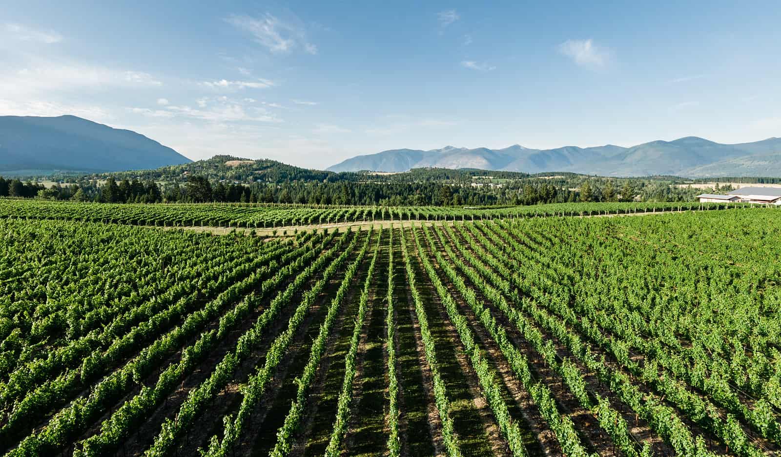 A vineyard with flat rows of grapes during growing season in the Kootenay region, home to backyard vineyards, family owned estate vineyards, and some award winning bc wineries.