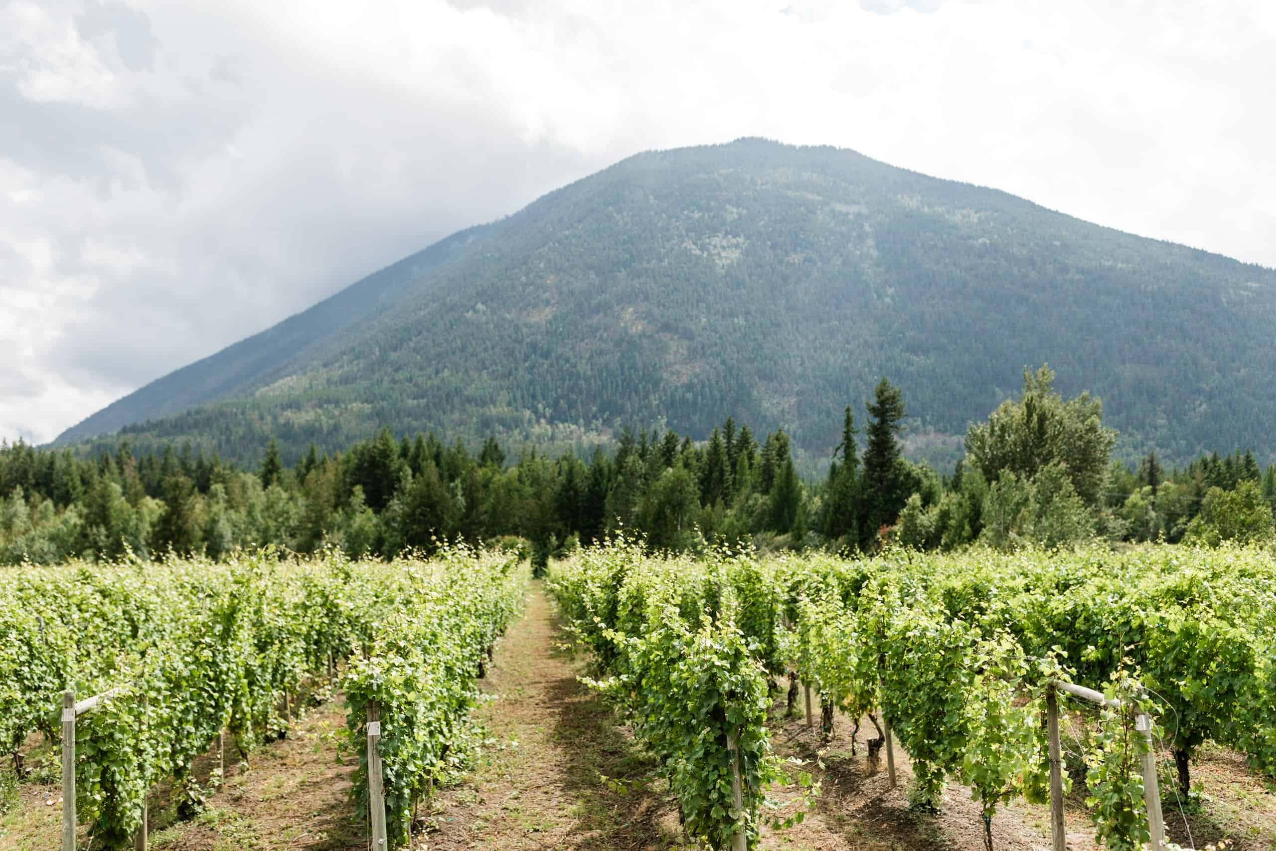 Shuswap vineyard in Recline Ridge with pinot noir in BC’s wine country